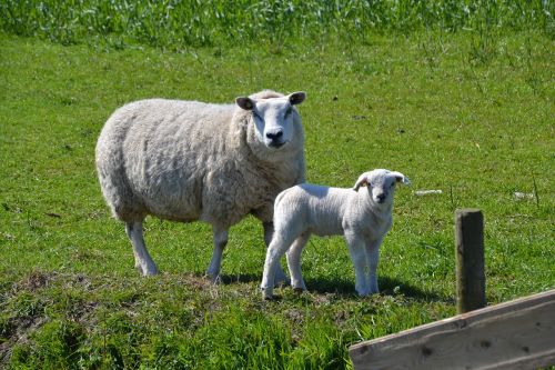 sheep lamb animal world