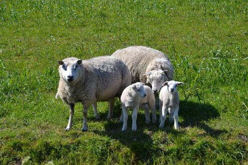 sheep lamb family