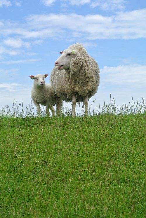 sheep lamb texelschaf
