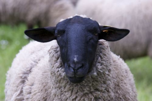 sheep black face