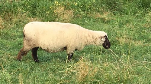 sheep meadow graze