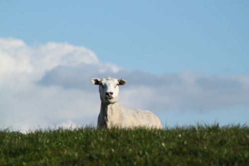 sheep animal domestic