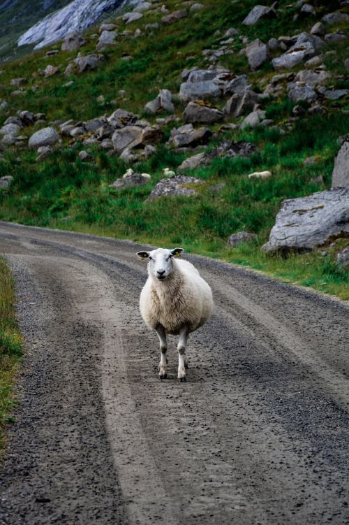 sheep road sheep on the road