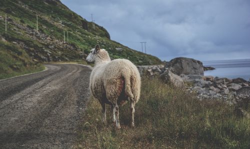 Sheep Among The Mountains