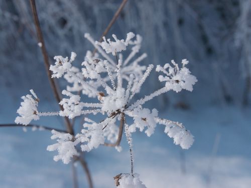 sheep gift hemlock plant