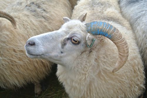 sheep herding shepherding may