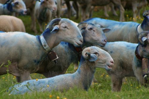 sheep-herding sheep provence