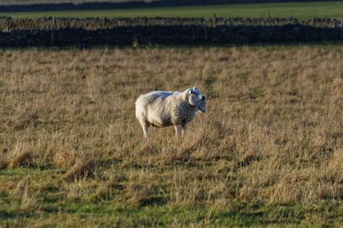 Sheep In A Field 2