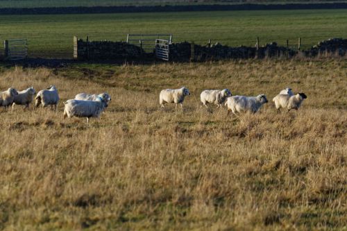 Sheep In A Field 3