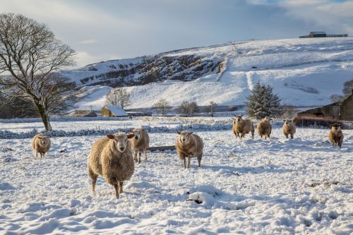 Sheep In Snow