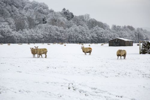 Sheep In Snow