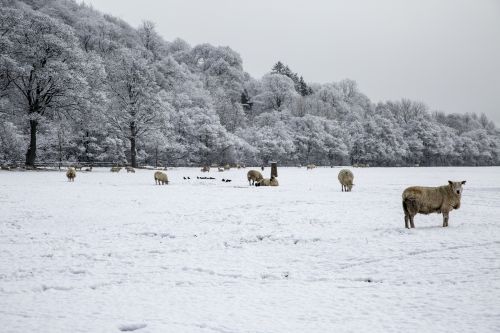 Sheep In Snow