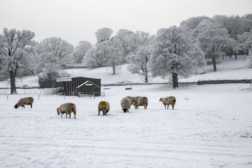 Sheep In Snow