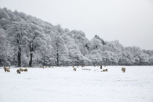 Sheep In Snow