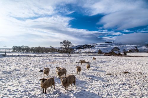 Sheep In Snow