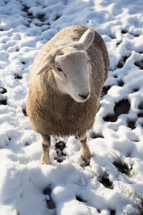 Sheep In Snow