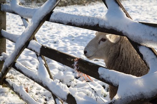 Sheep In Snow