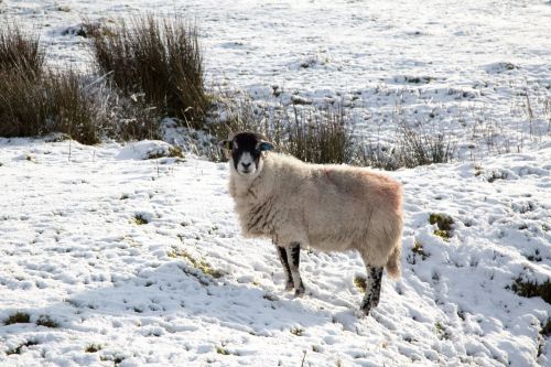 Sheep In Snow