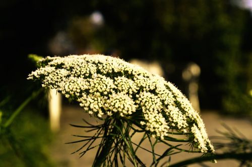 sheep sheaf blossom bloom