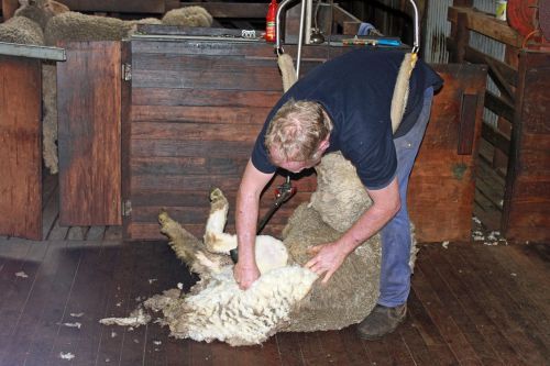 sheep shearing sheep wool