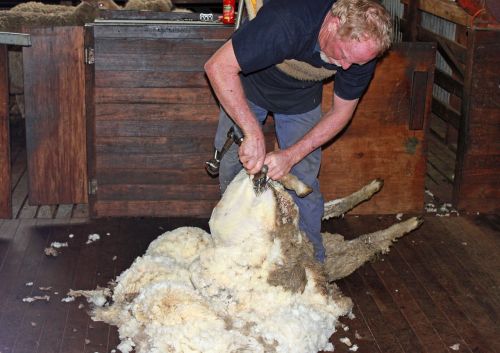 sheep shearing sheep wool