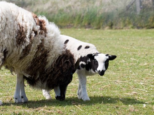 Sheep With Baby Lamb