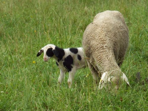 sheep with lamb young animal lamb