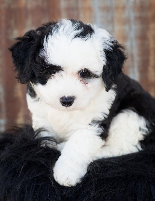 sheepadoodle  dog  puppy