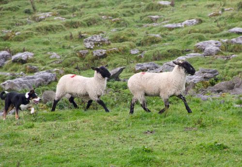sheepdog sheep lambs