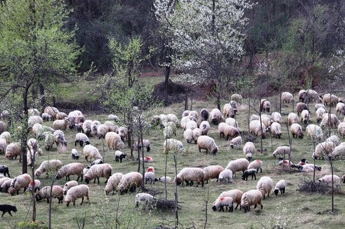 sheepfold  berger  occupation