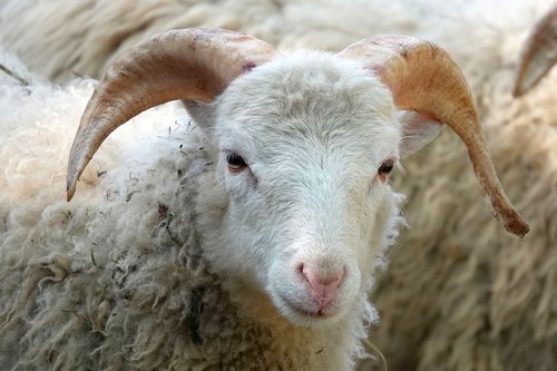 sheepshead  sheep  wool