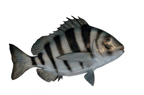sheepshead fish mounted taxidermy