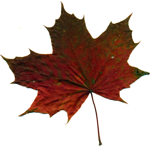 sheet autumn leaf red leaves