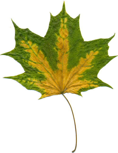 sheet autumn leaves maple