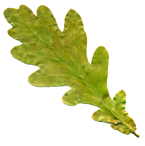sheet oak leaf yellowed sheet