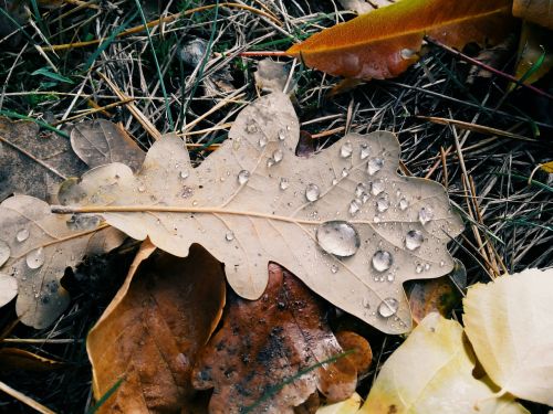 sheet autumn drops