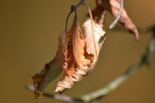 sheet drought dry leaves