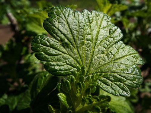 sheet gooseberry garden