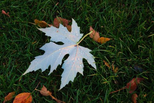 sheet autumn autumn leaf