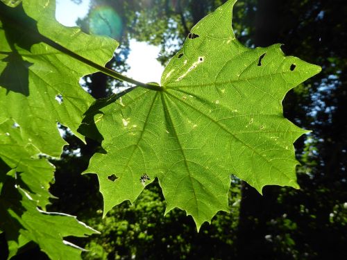 sheet sunlight nature