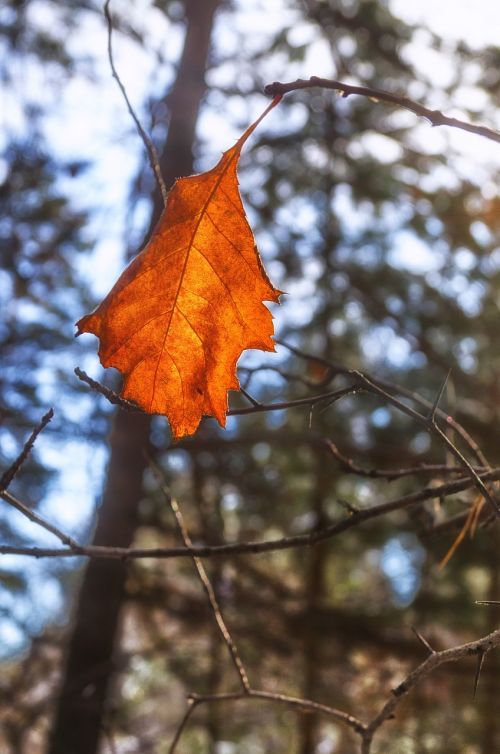 sheet autumn leaves