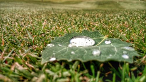 sheet raindrop nature