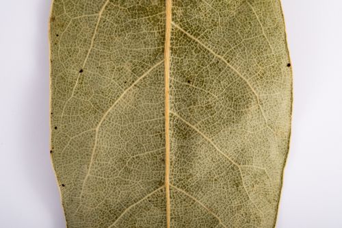 sheet old leaf dry leaves