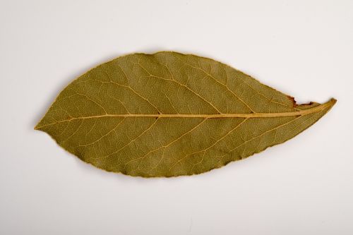 sheet old leaf dry leaves