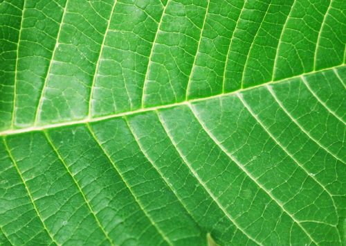 sheet a green leaf structure