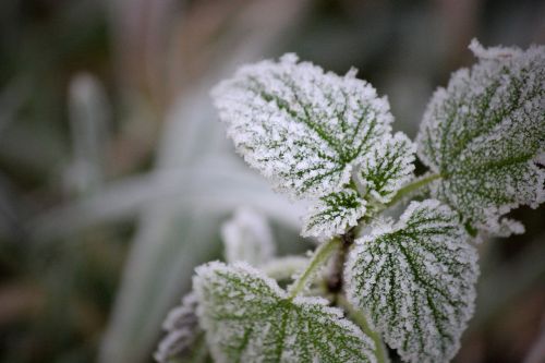 sheet frost nature