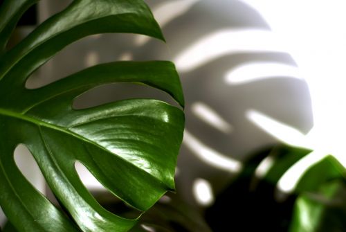 sheet plant philodendron