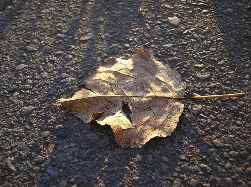 sheet autumn autumn leaf
