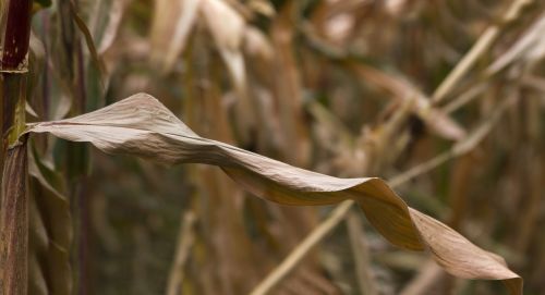 sheet corn growth