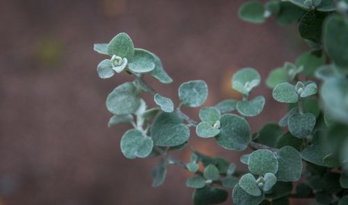 sheet plant nature